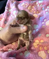 AKC Champion Bloodlines , a female Chihuahua for sale in Norwich, CT – 3 of 9