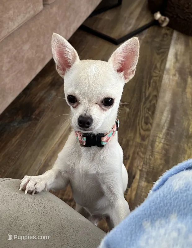 Karter – Chihuahua puppy for sale in Norwich, CT