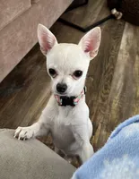 Karter, a male Chihuahua for sale in Norwich, CT – 1 of 10