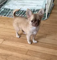 Daisy, a female Chihuahua for sale in Norwich, CT – 6 of 9