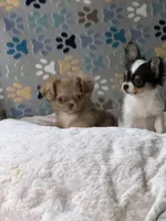 long coat merle , a female Chihuahua for sale in Norwich, CT – 4 of 9