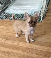Daisy, a female Chihuahua for sale in Norwich, CT – 8 of 9