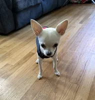 Bruno , a male Chihuahua for sale in Norwich, CT – 10 of 10