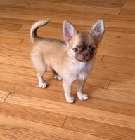 Daisy, a female Chihuahua for sale in Norwich, CT – 5 of 9