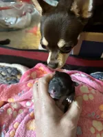 AKC CHAMPION BLOODLINES , a female Chihuahua for sale in Norwich, CT – 4 of 10