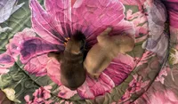 STELLA AKC CHAMPION BLOODLINES , a female Chihuahua for sale in Norwich, CT – 10 of 10