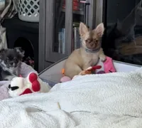 Daisy, a female Chihuahua for sale in Norwich, CT – 7 of 9