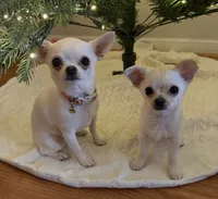 AKC Coming soon, a  Chihuahua for sale in Norwich, CT – 7 of 10