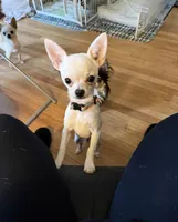 Karter, a male Chihuahua for sale in Norwich, CT – 8 of 10