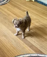 Chocolate Merle  , a female Chihuahua for sale in Norwich, CT – 6 of 7