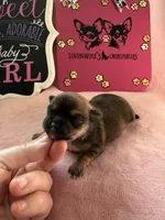 STELLA AKC CHAMPION BLOODLINES , a female Chihuahua for sale in Norwich, CT – 7 of 10