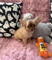 Daisy, a female Chihuahua for sale in Norwich, CT – 2 of 8