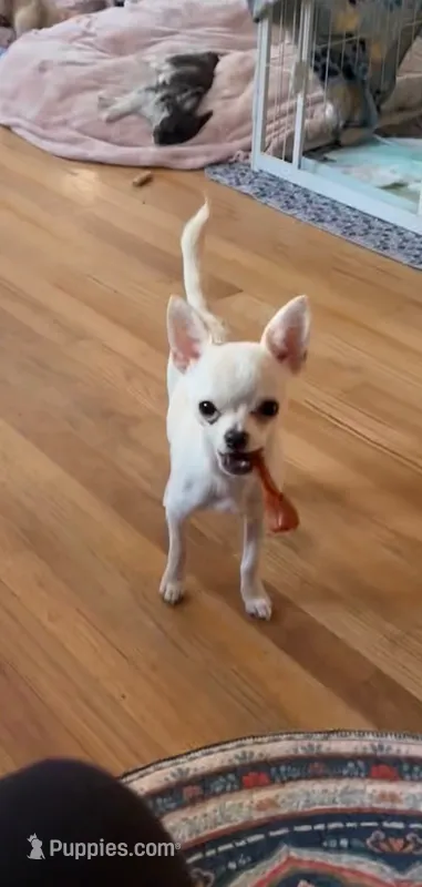 Bruno  – Chihuahua puppy for sale in Norwich, CT