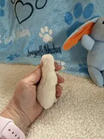 AKC Bruno, a male Chihuahua for sale in Norwich, CT – Photo 3 of 10