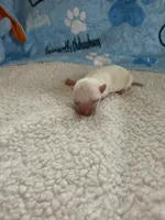 AKC Bruno, a male Chihuahua for sale in Norwich, CT – Photo 5 of 10