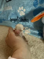 AKC Bruno, a male Chihuahua for sale in Norwich, CT – Photo 6 of 10