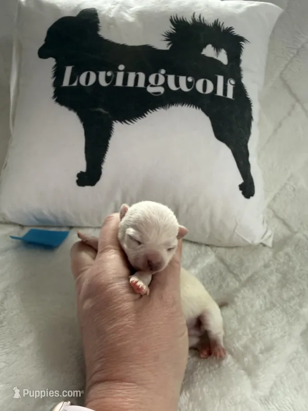 AKC Bruno – Chihuahua puppy for sale in Norwich, CT