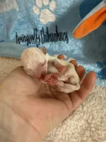 AKC Bruno, a male Chihuahua for sale in Norwich, CT – Photo 2 of 10