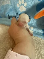 AKC Bruno, a male Chihuahua for sale in Norwich, CT – Photo 4 of 10