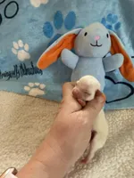 AKC Bruno, a male Chihuahua for sale in Norwich, CT – Photo 8 of 10