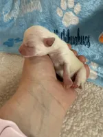 AKC Bruno, a male Chihuahua for sale in Norwich, CT – Photo 7 of 10