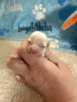 AKC Bruno, a male Chihuahua for sale in Norwich, CT – Photo 1 of 10