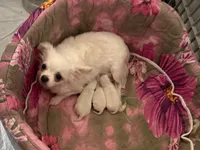 AKC Bruno, a male Chihuahua for sale in Norwich, CT – Photo 9 of 10