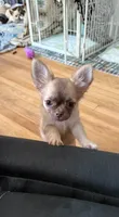 Daisy, a female Chihuahua for sale in Norwich, CT – 9 of 9