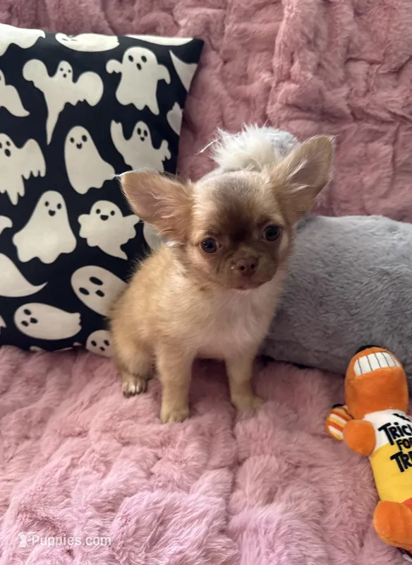 Daisy – Chihuahua puppy for sale in Norwich, CT