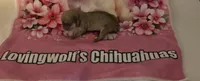 AKC Star, a female Chihuahua for sale in Norwich, CT – 2 of 9