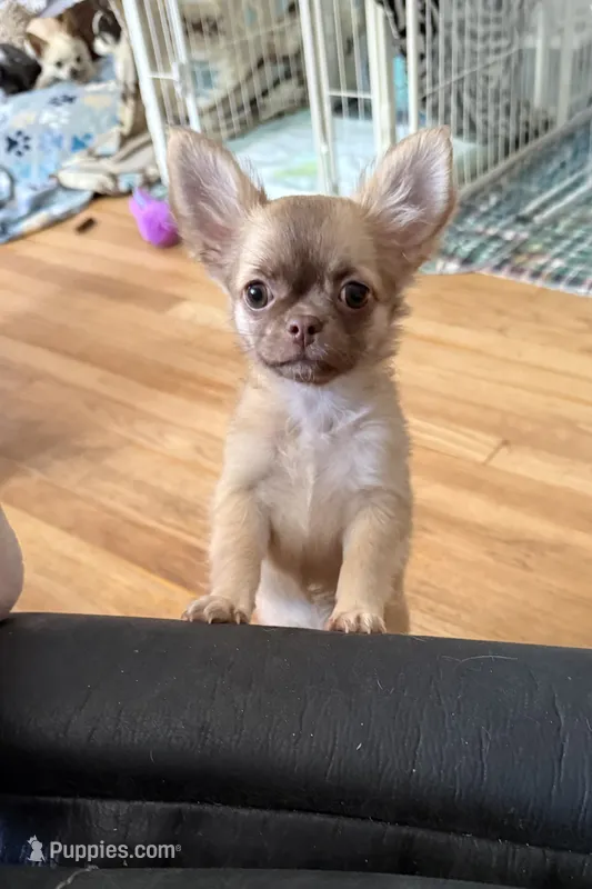 Daisy – Chihuahua puppy for sale in Norwich, CT