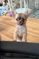 Daisy, a female Chihuahua for sale in Norwich, CT – 2 of 9