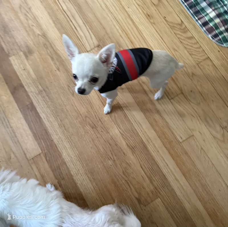 Bruno  – Chihuahua puppy for sale in Norwich, CT