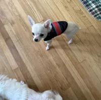 Bruno , a male Chihuahua for sale in Norwich, CT – 1 of 10
