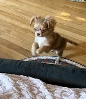 Small girl Bella , a female Chihuahua for sale in Norwich, CT – 3 of 10
