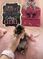 STELLA AKC CHAMPION BLOODLINES , a female Chihuahua for sale in Norwich, CT – 6 of 10