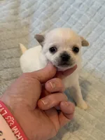 AKC Coming soon, a  Chihuahua for sale in Norwich, CT – 4 of 10