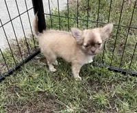 Daisy, a female Chihuahua for sale in Norwich, CT – 3 of 8