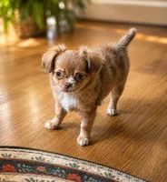 Chocolate Merle  , a female Chihuahua for sale in Norwich, CT – 3 of 7