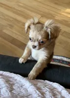 Small girl Bella , a female Chihuahua for sale in Norwich, CT – 6 of 10