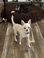 Karter, a male Chihuahua for sale in Norwich, CT – 5 of 10