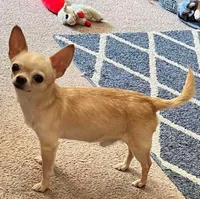 Bruno , a male Chihuahua for sale in Norwich, CT – 7 of 10