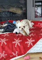 Hold, a female Chihuahua for sale in Norwich, CT – Photo 4 of 6