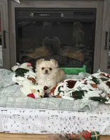 Hold, a female Chihuahua for sale in Norwich, CT – Photo 1 of 6