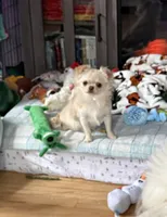 Hold, a female Chihuahua for sale in Norwich, CT – Photo 2 of 6