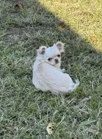 Hold, a female Chihuahua for sale in Norwich, CT – Photo 6 of 6