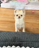 Hold, a female Chihuahua for sale in Norwich, CT – Photo 5 of 6