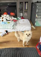 Hold, a female Chihuahua for sale in Norwich, CT – Photo 3 of 6