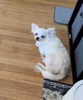 Bruno , a male Chihuahua for sale in Norwich, CT – 8 of 10