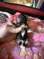 AKC Champion Bloodlines , a female Chihuahua for sale in Norwich, CT – 7 of 9